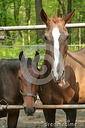 funny horses. Funny horses on the farm
