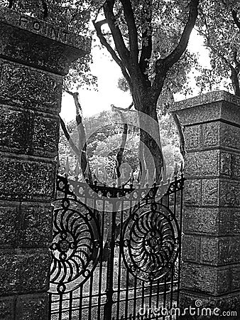 Garden Gate on Garden Gate  Click Image To Zoom