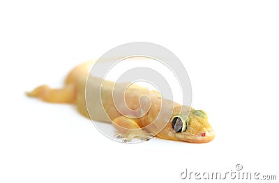 gecko  small lizard