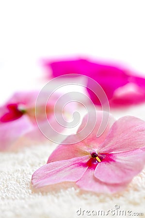 Luxury Towels on Free Stock Images  Gentle Flower On Luxury Towel  Image  6340509