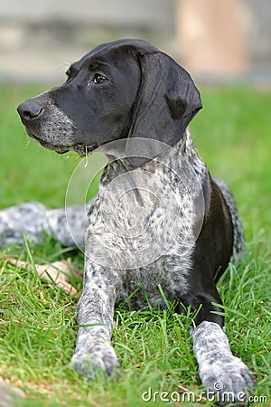 Young german short haired pointer puppy. Keywords: