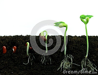 germination of seed. GERMINATING BEAN SEEDS (click