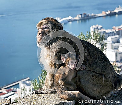 gibraltar-barbary-apes-thumb22353134.jpg