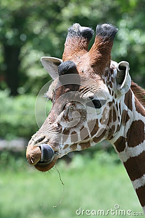 Giraffe uses tongue to clean messy face. Keywords: