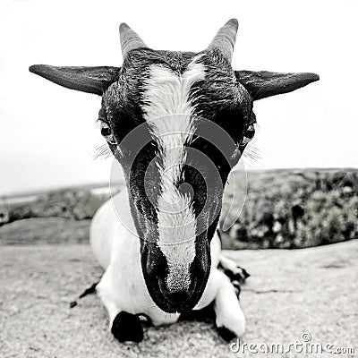Stock Images: Goat whith big head (fisheye, black-and-white)