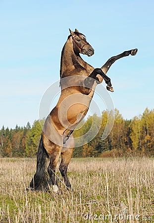 golden-akhal-teke-stallion-rears-thumb19031892.jpg