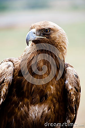 golden eagle bird. GOLDEN EAGLE BIRD OF PREY