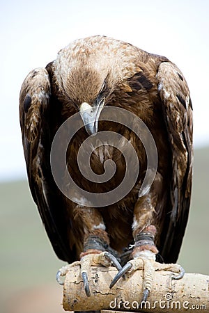 golden eagle head. Royalty Free Stock Image: Golden Eagle with bent head