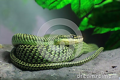 Royalty Free Stock Photography: Golden Tree Snake. Imag