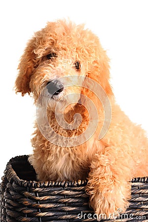 white goldendoodle puppy. Royalty Free Stock Photos: Goldendoodle puppy