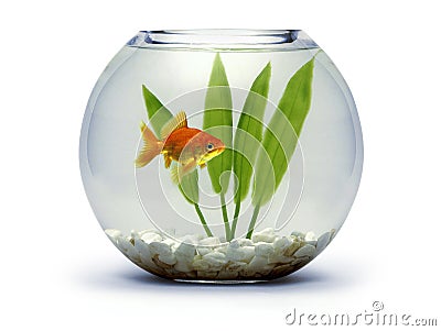 goldfish bowl pictures. Goldfish bowl with rocks and