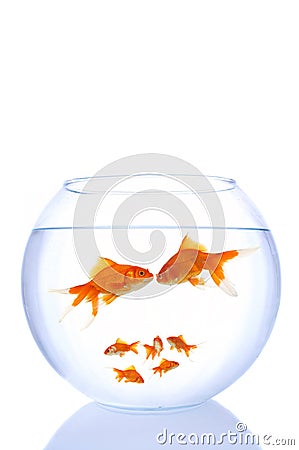 goldfish tank size. Mini goldfish family on white