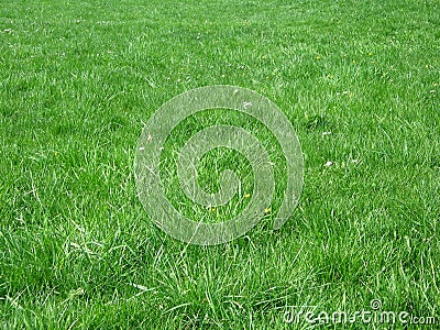 background backyard color field flower football garden grass green lawn 