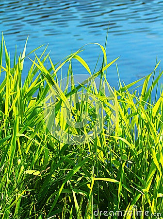 Grass And Pond
