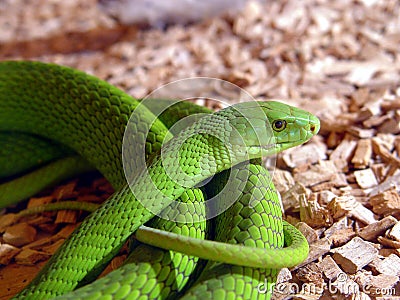 Stock Photos: Green mamba snake. Image: 2230163
