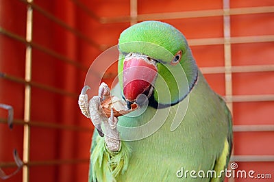 green-parrot-eating-peanut-thumb9938774.jpg