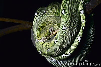 Green Snake Coiled Amazon Jungle Boa Rept
