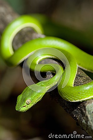 green-snake-thumb898730.jpg