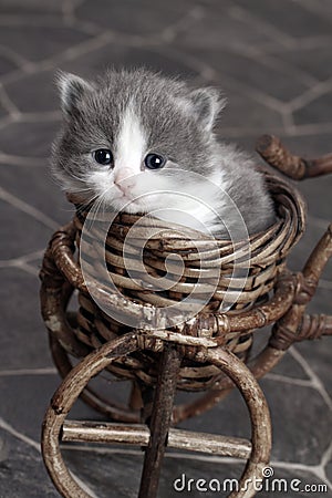 Cute Grey And White Kittens. GREY AND WHITE KITTEN IN