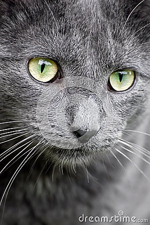 cat eyes close up. Close-up of grey cat with