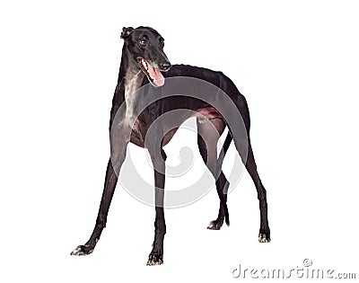 Stock Image: Greyhound breed dog. Image: 16978421
