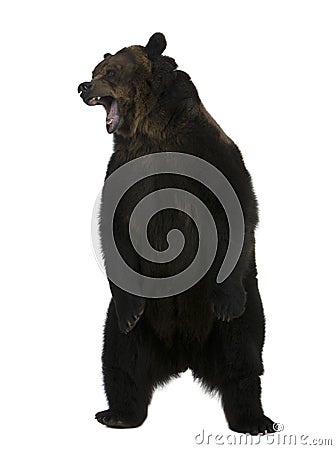 grizzly bear standing. GRIZZLY BEAR, 10 YEARS OLD,