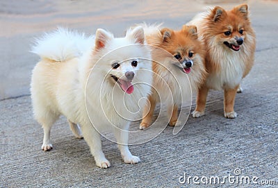 Puppy Coloring on Group Of White Pomeranian Dog And Brown Color Stock Images   Image