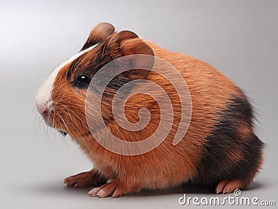Guinea pig baby (5 days) on