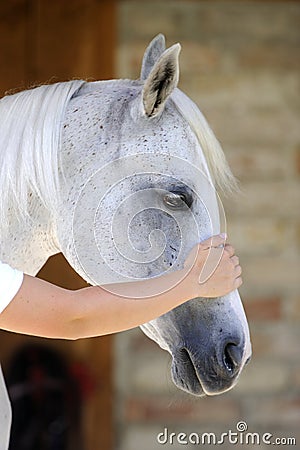 mustang horse head. HAND TOUCHING HORSE HEAD