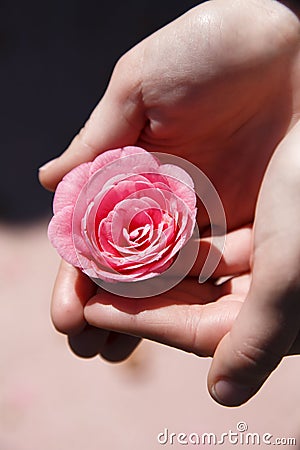 hands-holding-pink-flower-thumb18566071.