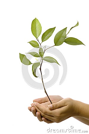pictures of hands holding. HANDS HOLDING SMALL TREE