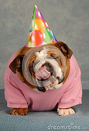 Free Vector Birthday on English Bulldog With Pink Shirt And Birthday Hat With Tongue Sticking