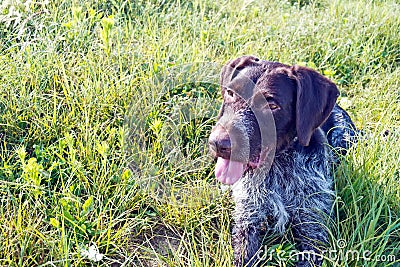 Royalty Free Stock Image: Happy dog