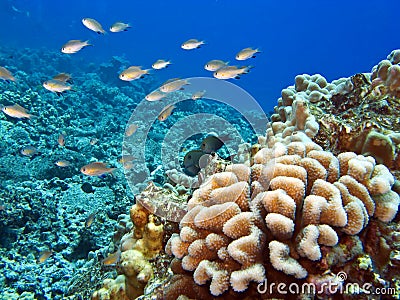 types of fishes in ocean. types of fishes in ocean.