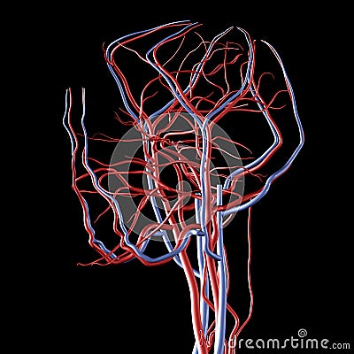 veins and arteries of body. HEAD ARTERIES AND VEINS (click