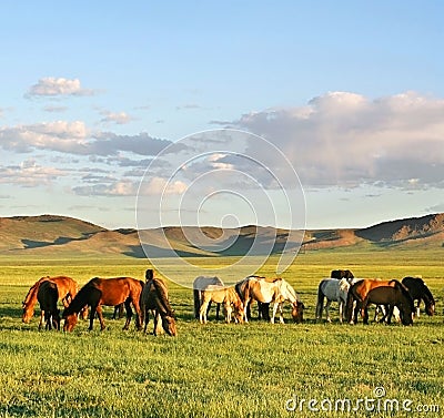 herd of horses. HERD OF HORSES