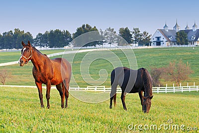 Horse Farm Royalty Free Stock Photo - Image: 24616395
