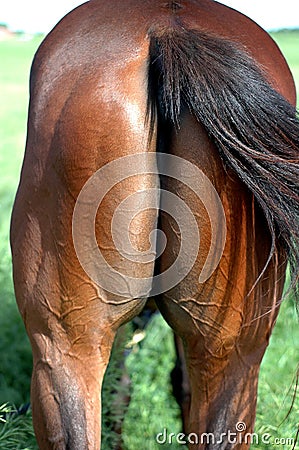 horse-s-ass-thumb2483689.jpg