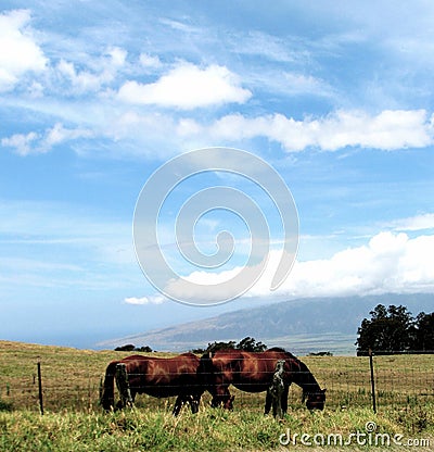 Horses On Maui Royalty Free Stock Photos
