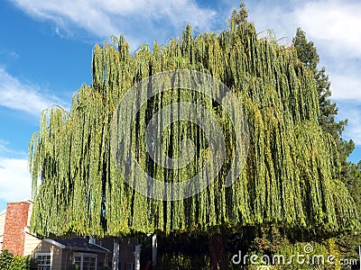 Huge willow tree occupies the