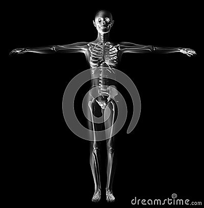 human anatomy skeleton. HUMAN ANATOMY FIGURE X-RAY