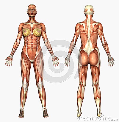 anatomy pictures depiction