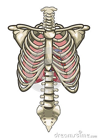 human anatomy skeleton. HUMAN ANATOMY TORSO SKELETON