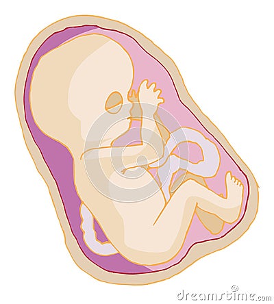 Baby Womb Pictures on Human Baby In Womb Stock Photo   Image  11225350