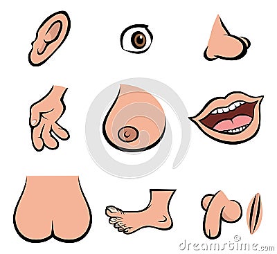 human body parts. HUMAN BODY PARTS (click image