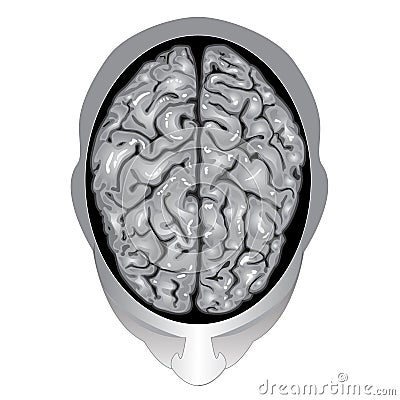 human brain diagram. human brain diagram. human brain drawing. human brain drawing. Popeye206