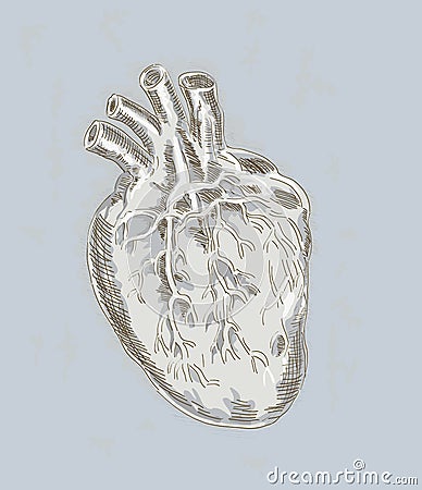 human heart drawing. HUMAN HEART DRAWING (click