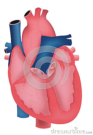 human circulatory system heart. circulatory system diagram not