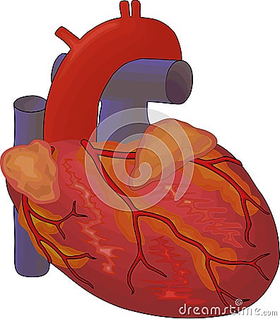 human heart drawing. blank heart diagram blood flow