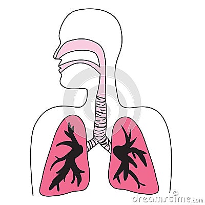 System Architecture Diagram on Human Respiratory System Diagram Royalty Free Stock Images   Image